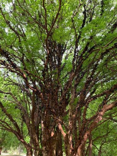 Clube de campo de São Paulo