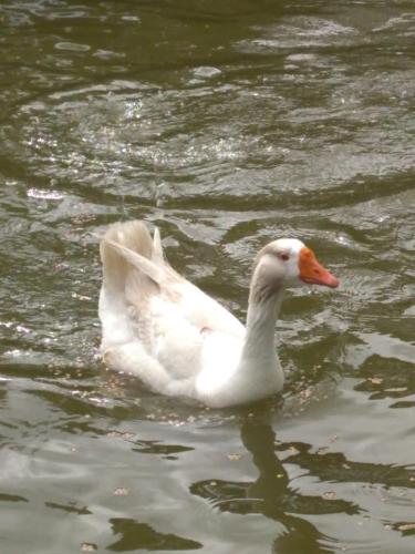 Clube de campo de São Paulo