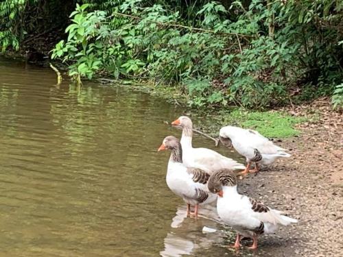 Clube de campo de São Paulo